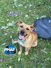 Bluey - Photo 3