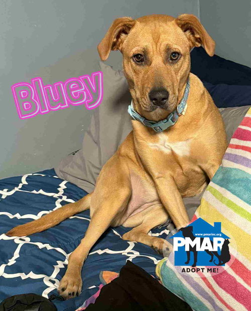 BLUEY - Pit Bull Terrier available for adoption