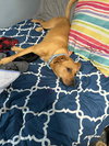 Bluey - Photo 5