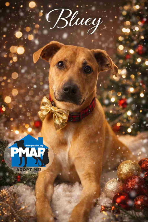 BLUEY - Pit Bull Terrier available for adoption
