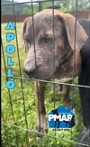 adoptable Dog in  named Apollo
