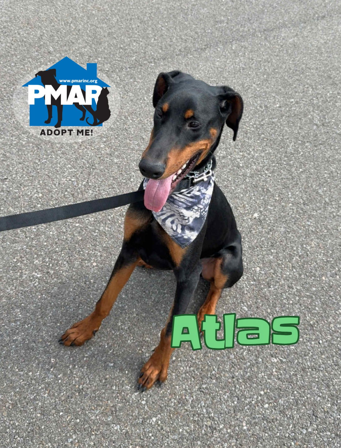 adoptable Dog in Binghamton, NY named Atlas