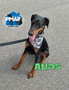 adoptable Dog in binghamton, NY named Atlas