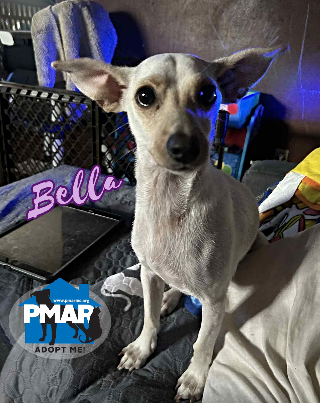 adoptable Dog in Binghamton, NY named Bella