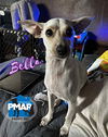 adoptable Dog in binghamton, NY named Bella