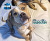 adoptable Dog in , NY named Charlie