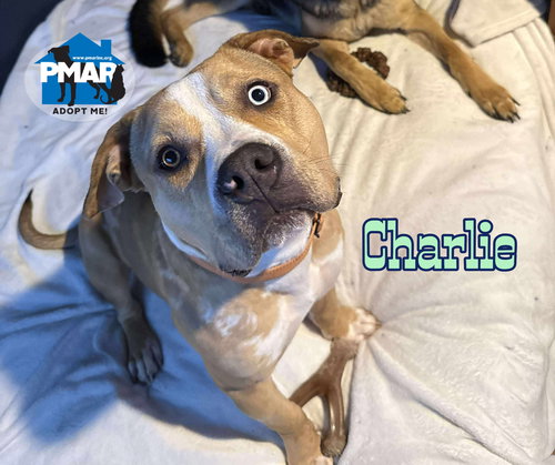 CHARLIE - Pit Bull Terrier available for adoption