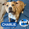 Charlie - Photo 1