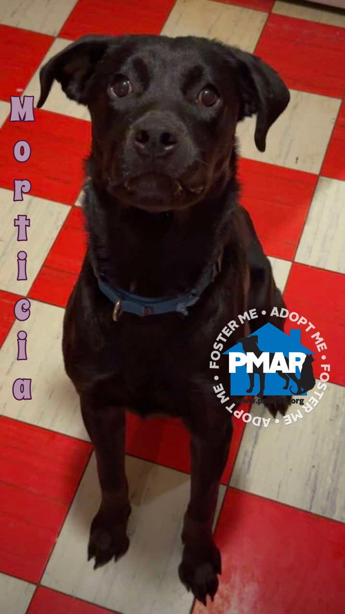 MORTICIA - Labrador Retriever / Pit Bull Terrier available for adoption