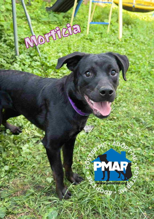 MORTICIA - Labrador Retriever / Pit Bull Terrier available for adoption
