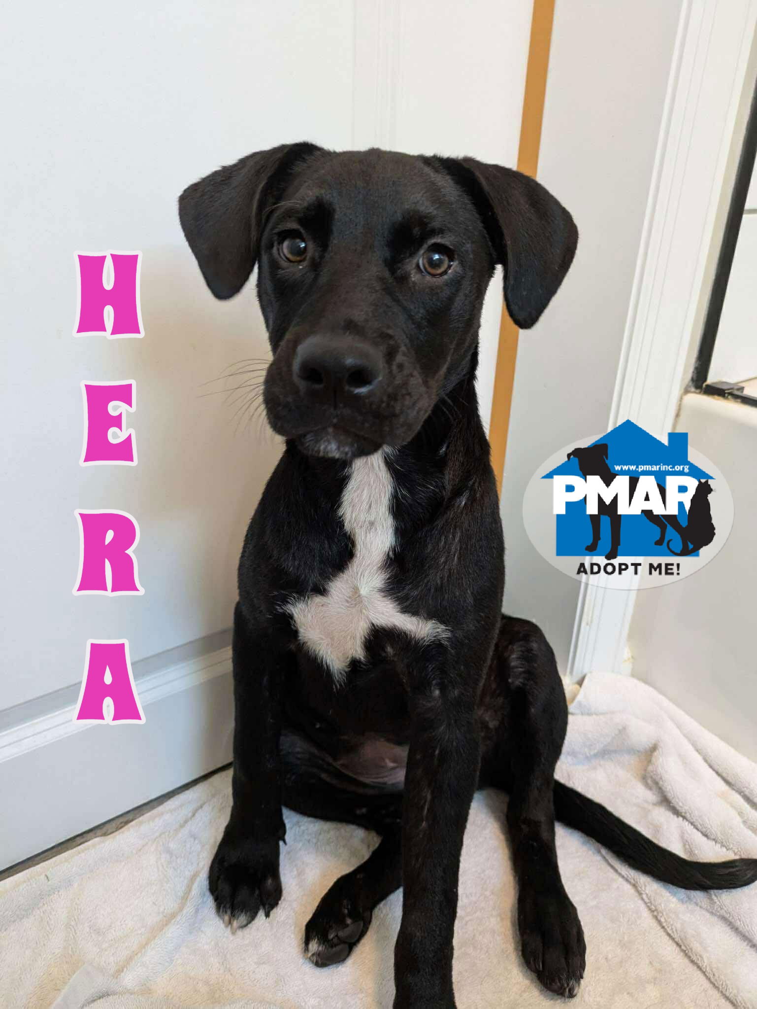 adoptable Dog in Marlboro, NJ named Hera