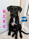 adoptable Dog in , NJ named Hera