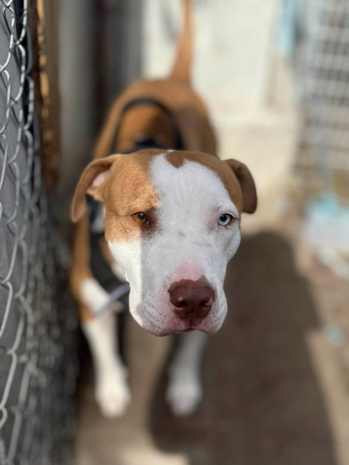 picture of the dog needing adoption