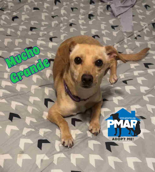 picture of the dog needing adoption