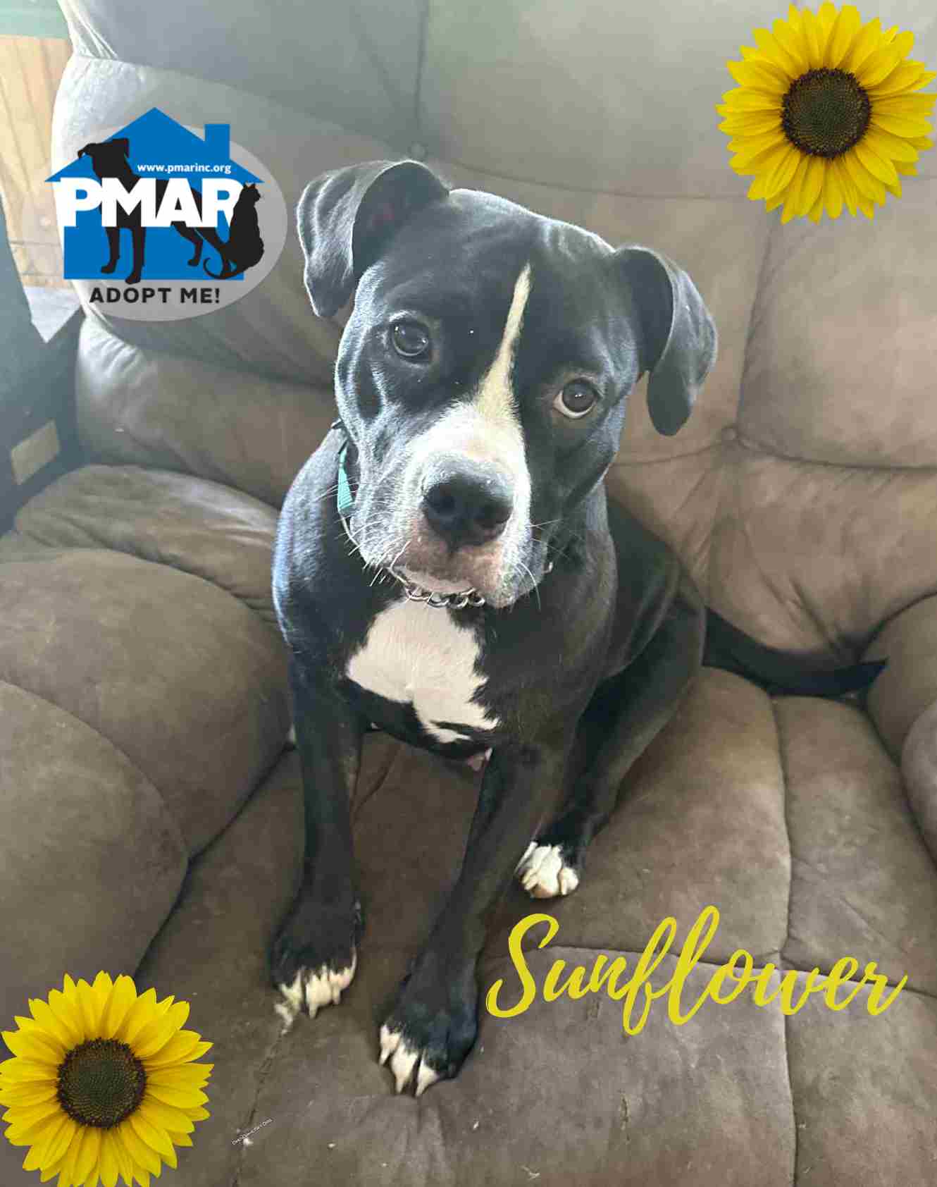 Sunflower - Pit Bull Terrier