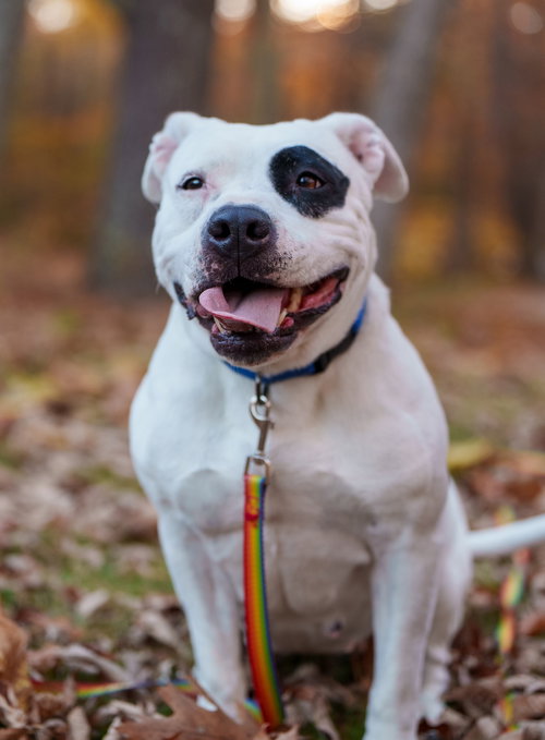 picture of the dog needing adoption