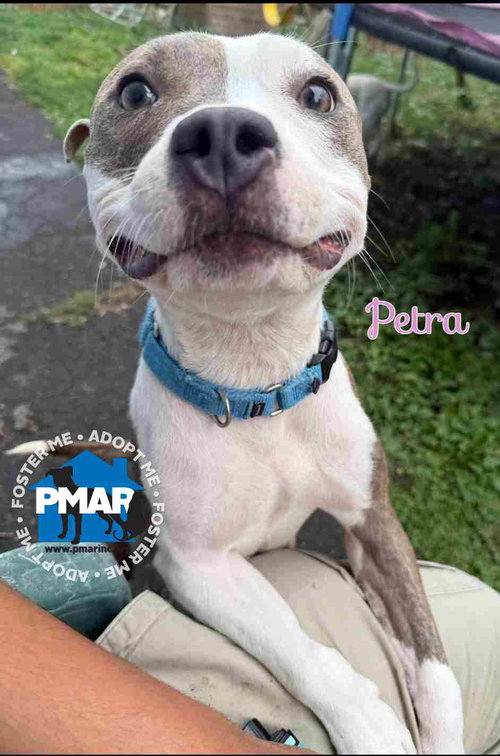 picture of the dog needing adoption