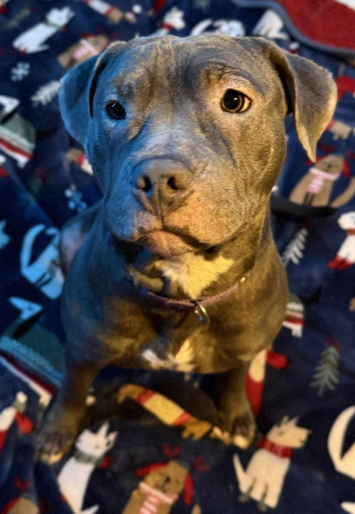 BLUE MAGENTA - Pit Bull Terrier available for adoption
