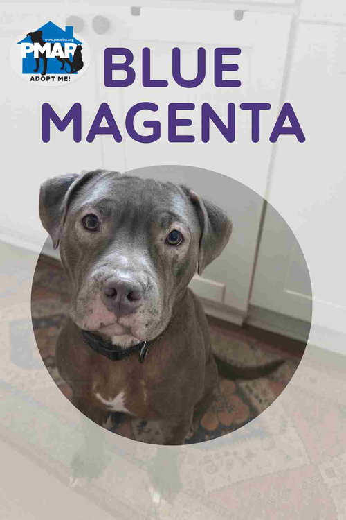 BLUE MAGENTA - Pit Bull Terrier available for adoption