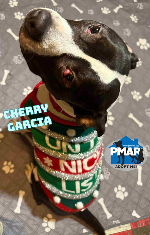 CHERRY GARCIA - Pit Bull Terrier available for adoption
