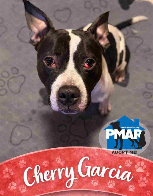 CHERRY GARCIA - Pit Bull Terrier available for adoption