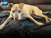 Oliver - Photo 1