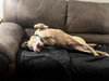 Oliver - Photo 2