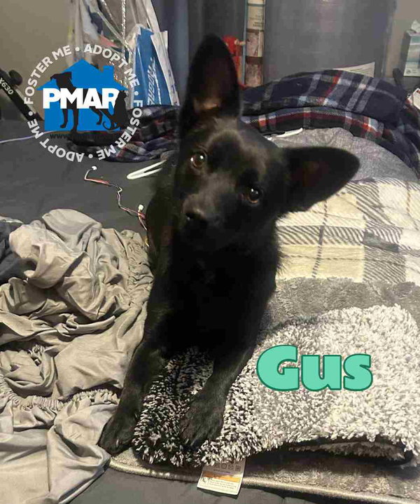 Gus
