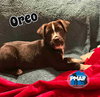 Oreo - Photo 1