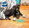Oreo - Photo 2