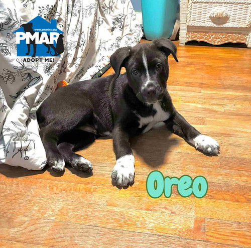 OREO - Pit Bull Terrier available for adoption