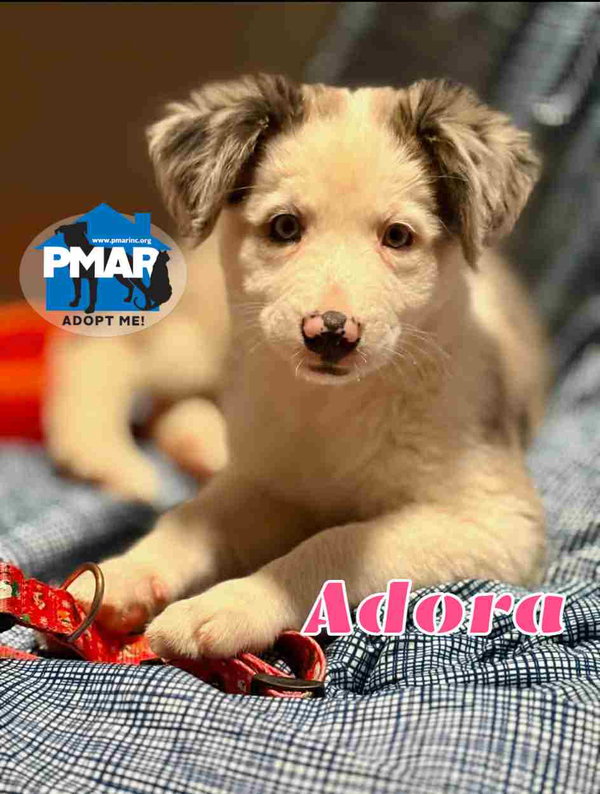 Adora