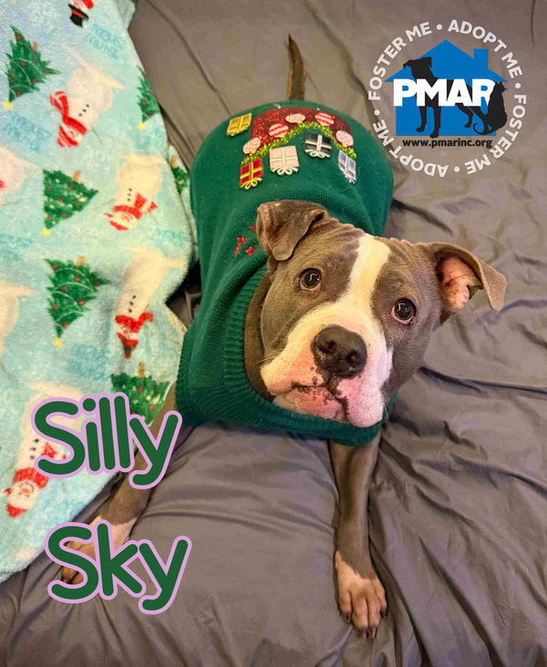 Silly Sky