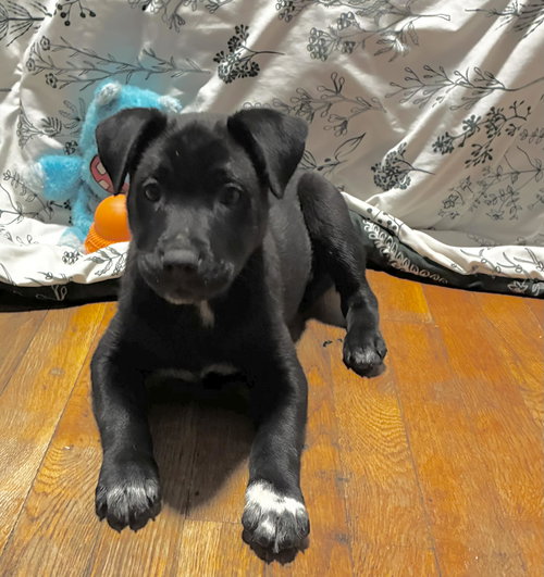 picture of the dog needing adoption