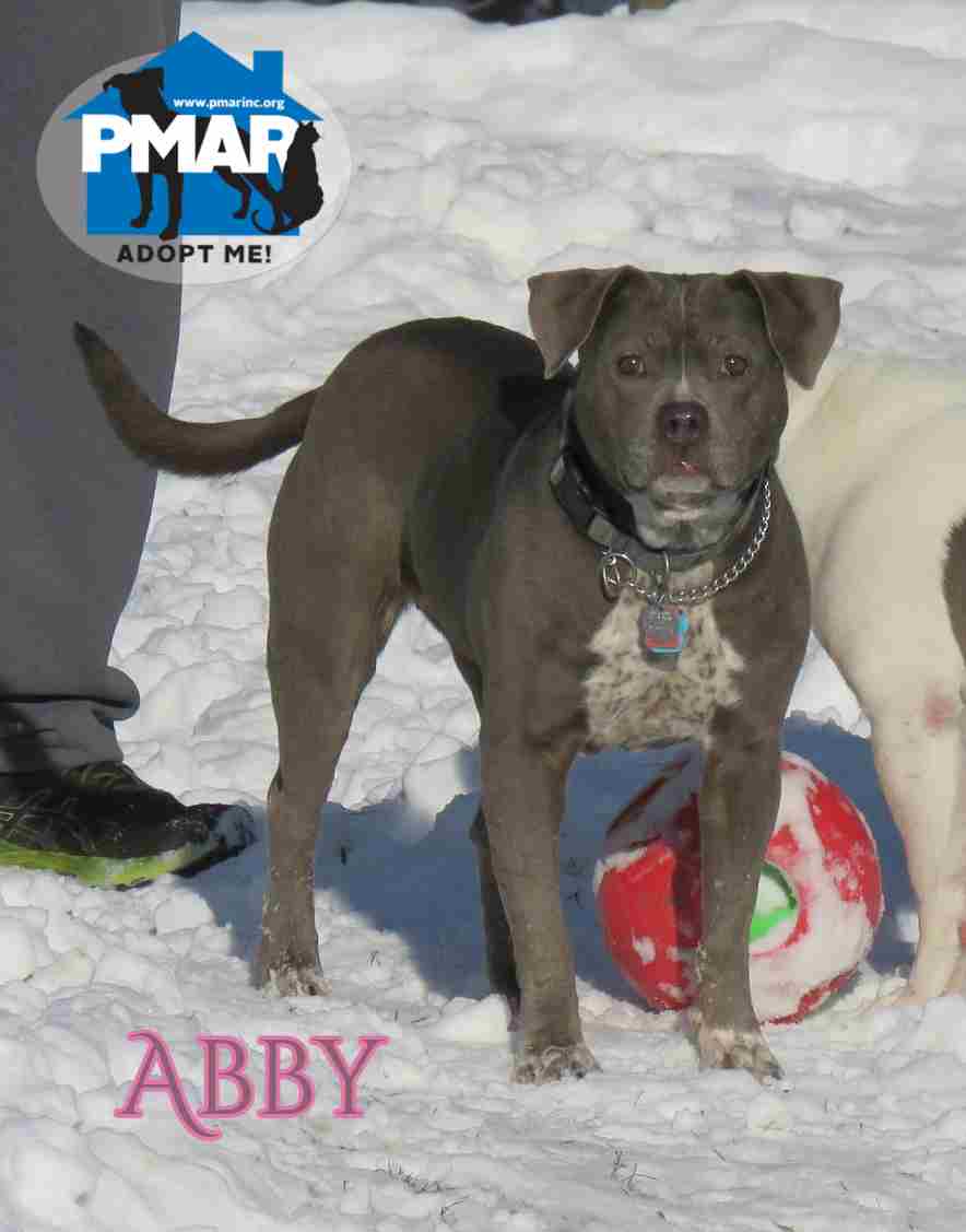 Abby - Pit Bull Terrier