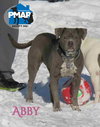 Abby - Photo 1