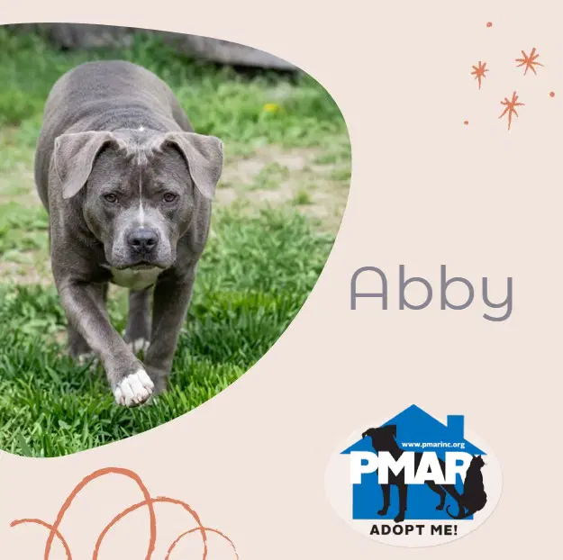 Abby image 2
