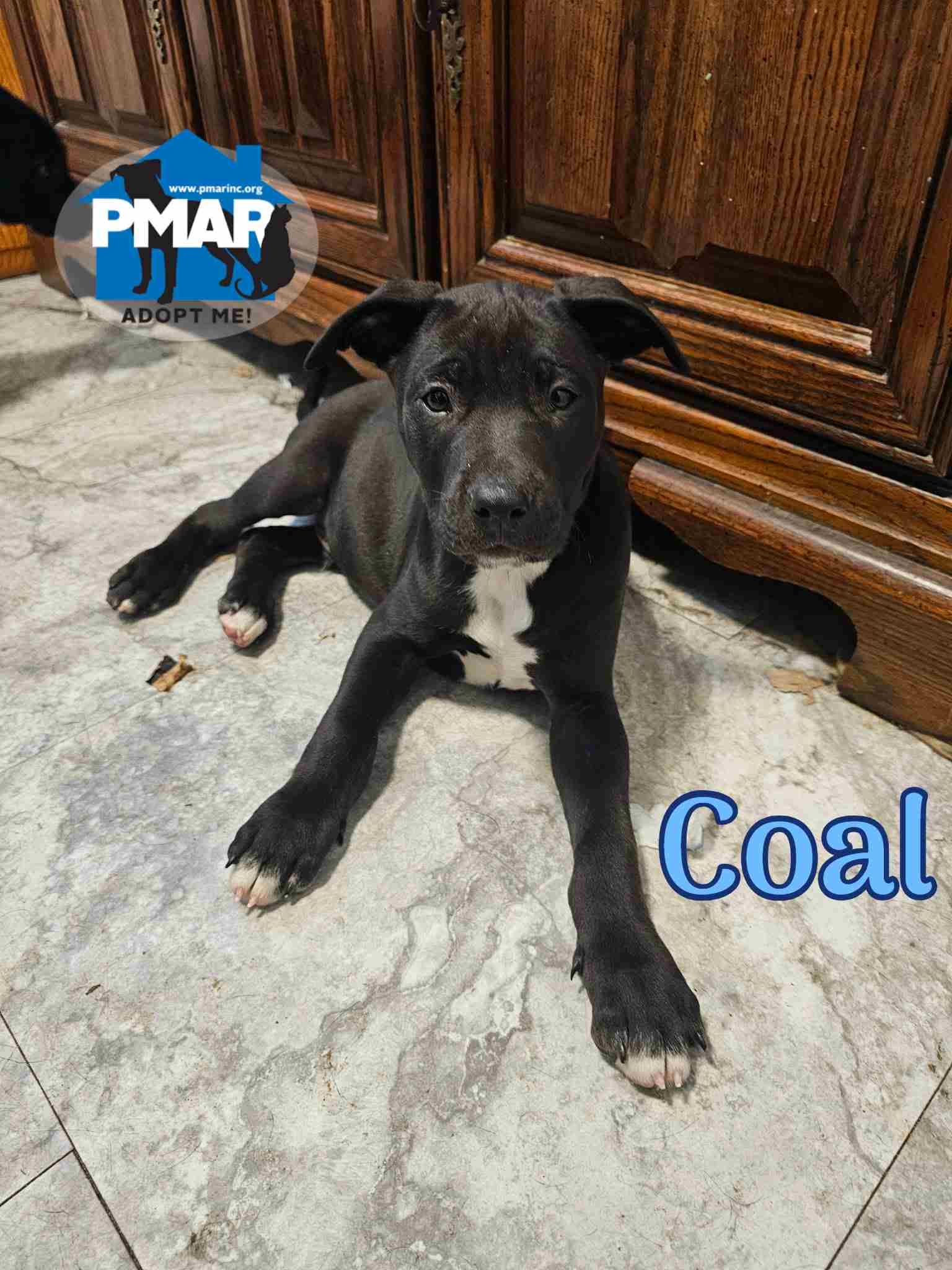 Coal