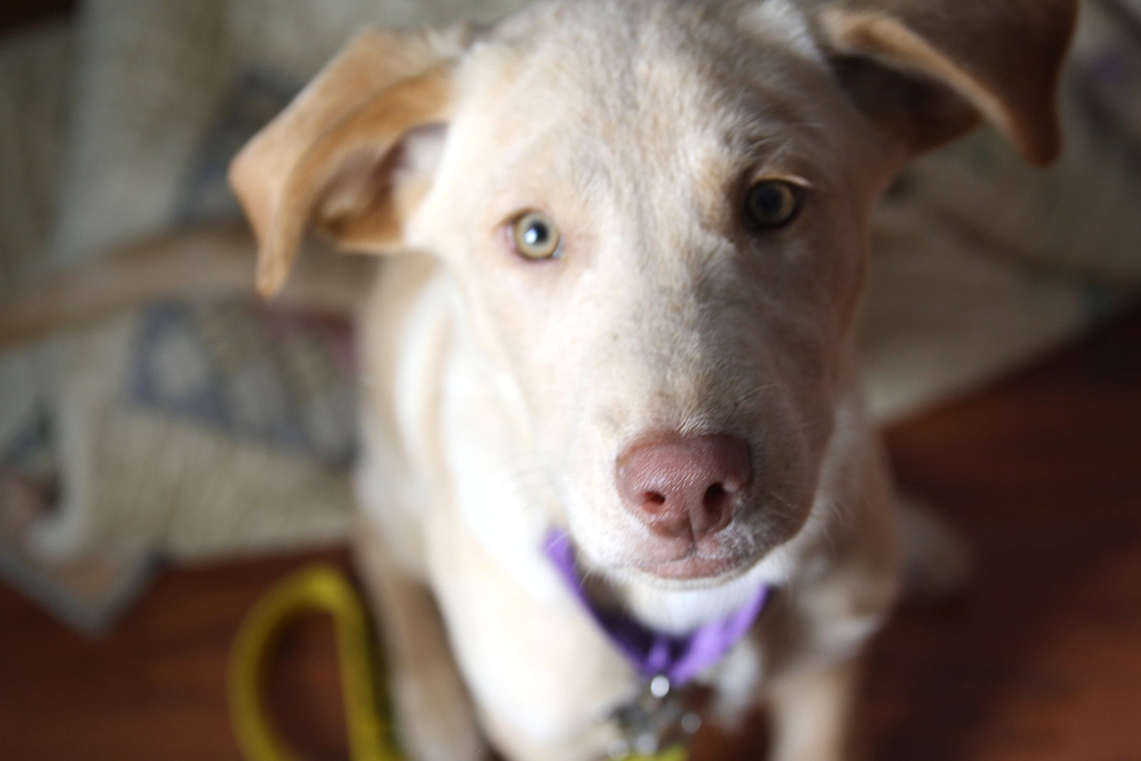 Biscuit