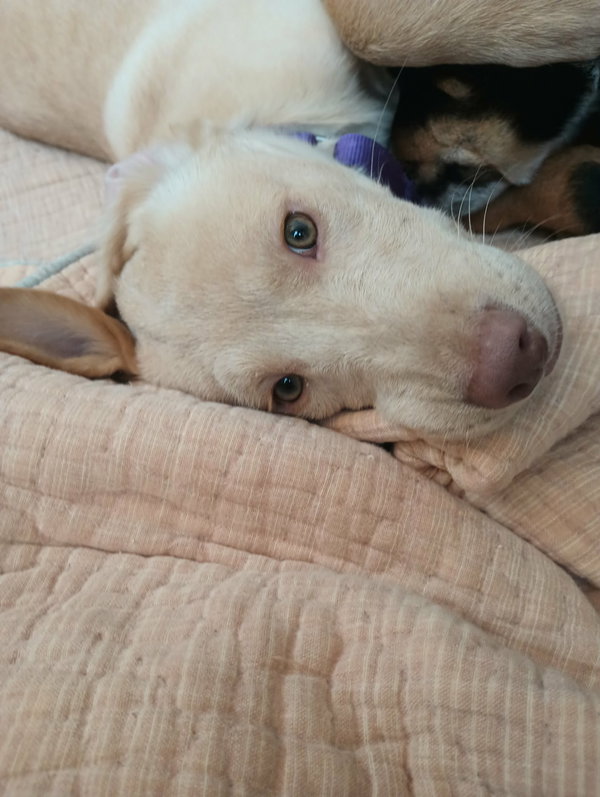 Biscuit