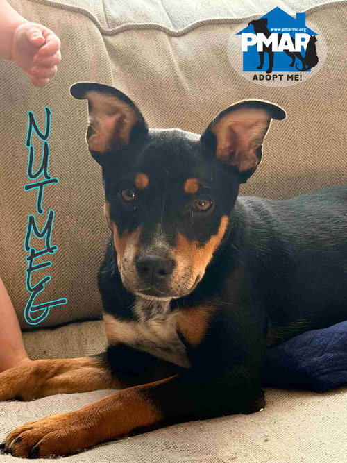 picture of the dog needing adoption