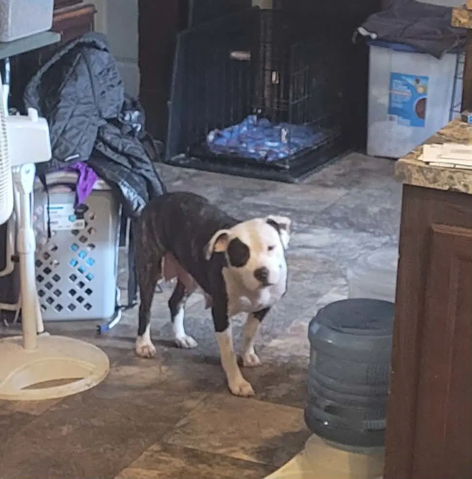 Mini Byte - Pit Bull Terrier