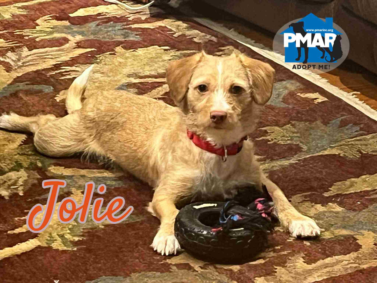 Jolie
