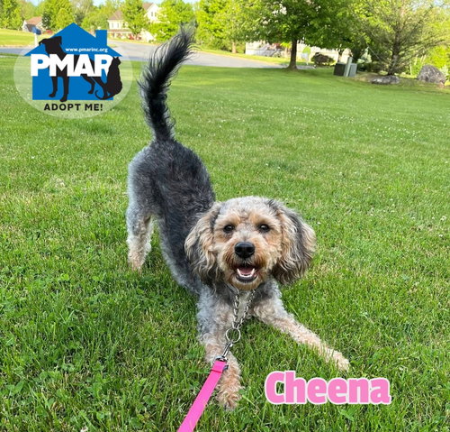 Cheena
