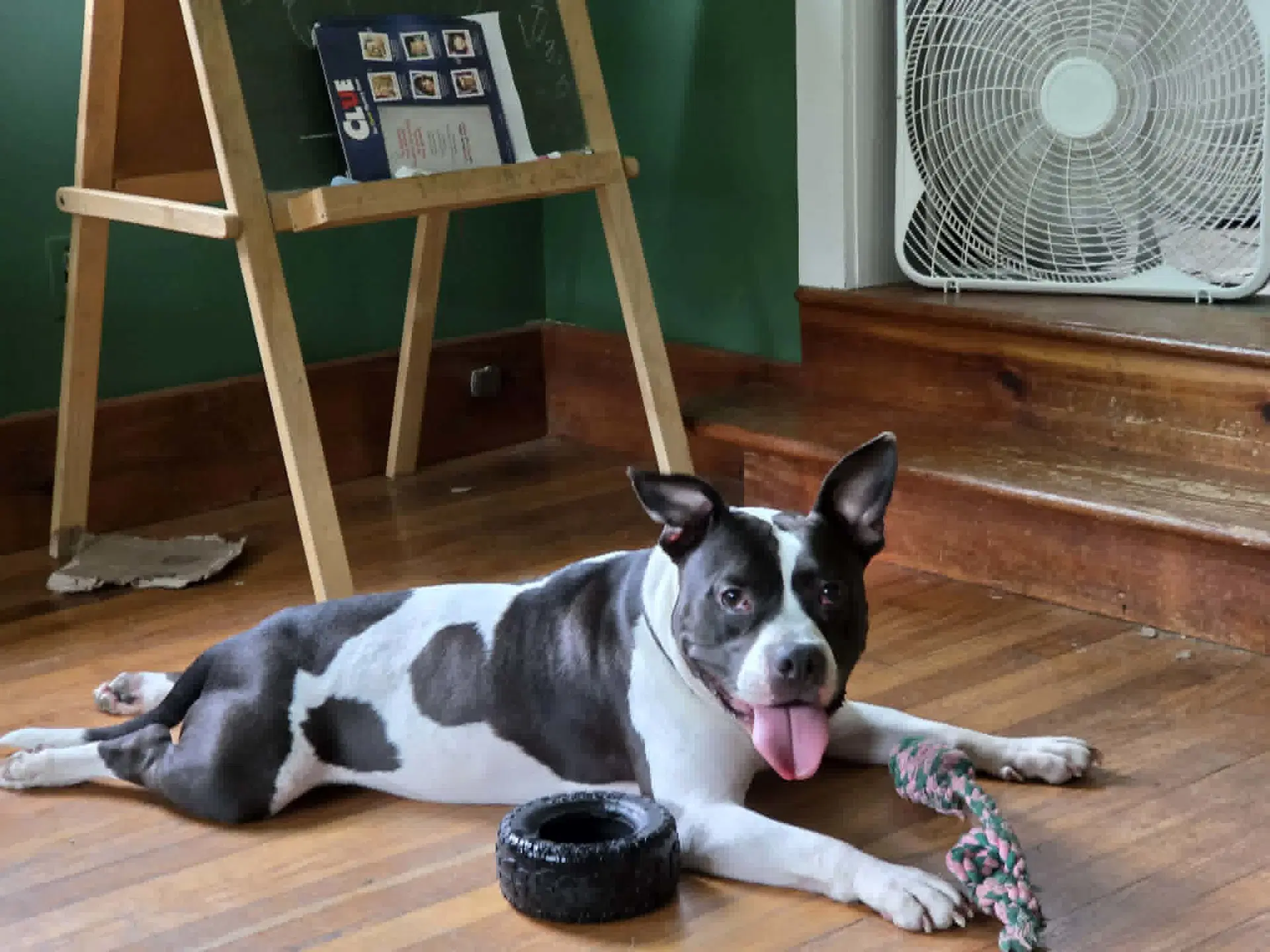 Cherry Garcia - Pit Bull Terrier