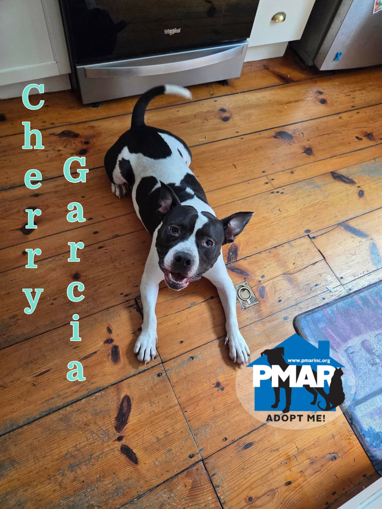 Cherry Garcia, Pit Bull Terrier
