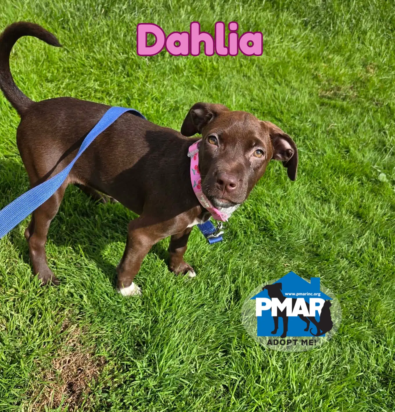 Dahlia - Pit Bull Terrier