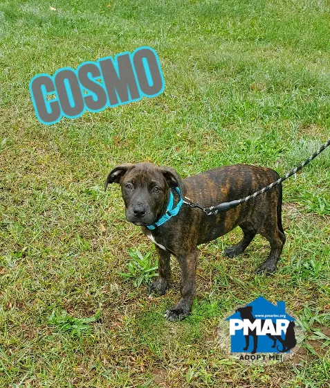 Cosmo - Pit Bull Terrier