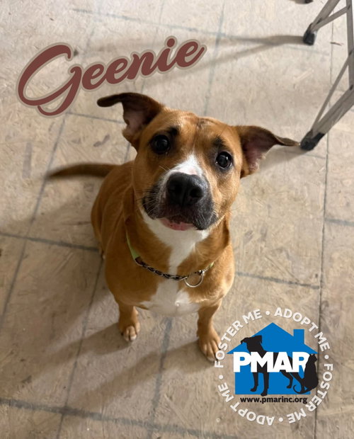 Geenie, a dog for adoption from Pibbles & More Animal Rescue