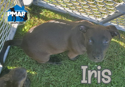 Iris, a dog for adoption from Pibbles & More Animal Rescue